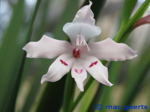 Gladiolus carneus